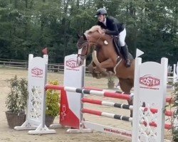 jumper Libell 33 (German Sport Horse, 2018, from Los del Rio)