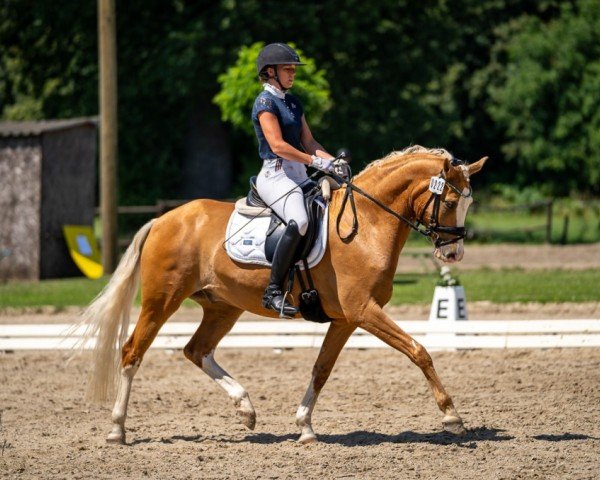 dressage horse Malu 23 (German Riding Pony, 2016, from FS Mr. Right)