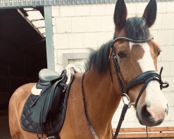 dressage horse Double Dj K (Little German Riding Horse, 2010)
