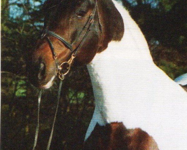 stallion Intschuschuna (Pinto / Small Riding Horse, 1988, from Ico)