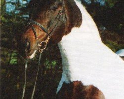 stallion Intschuschuna (Pinto / Small Riding Horse, 1988, from Ico)