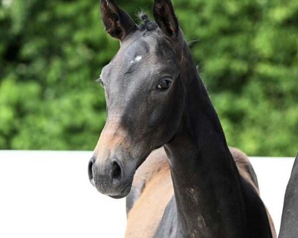 dressage horse Fiala (German Sport Horse, 2023, from Follow Him´s Schönweide)