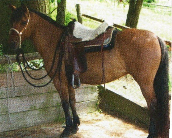 horse Lucy (Criollo, 2001, from Emeache Verao)