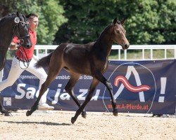 dressage horse Buena (Austrian Warmblood, 2023, from DSP VA Bene)