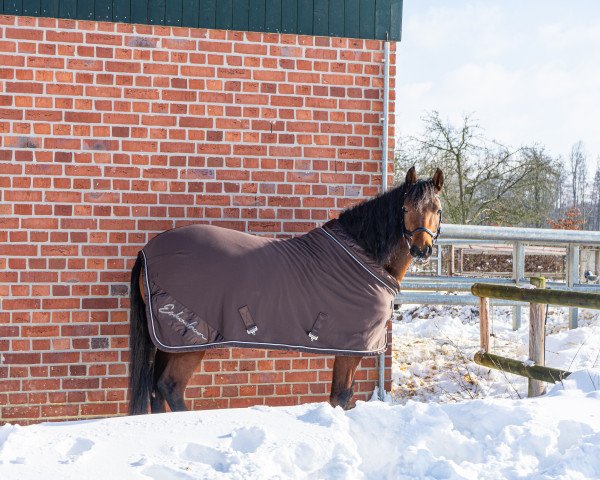 dressage horse Grietje H (German Riding Pony, 2017, from Davenport II)