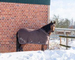 Dressurpferd Grietje H (Deutsches Reitpony, 2017, von Davenport II)