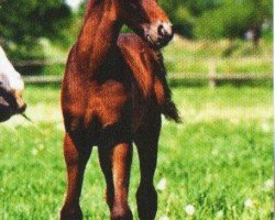 jumper PC Santaro ox (Arabian purebred, 2009, from Ajm Armani ox)