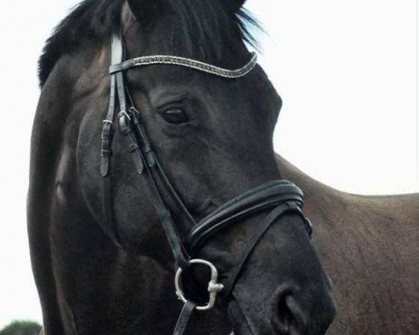 dressage horse Diara Daliya (Westphalian, 2015, from Don Nobless)