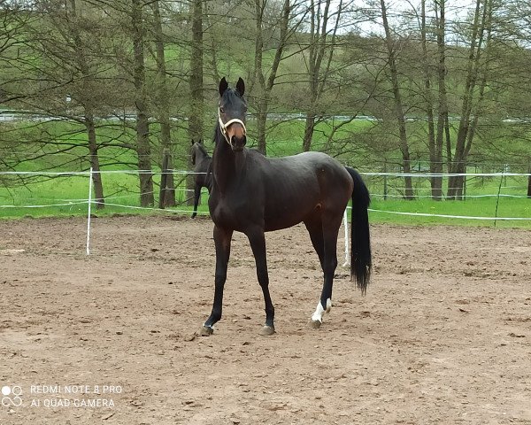 jumper Wallhalla (Oldenburg show jumper, 2019, from Come Together)