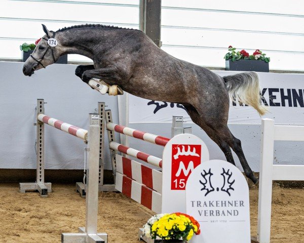 horse Galaxia (Trakehner, 2019, from Said ox)