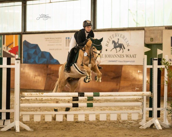 jumper Tango 331 (German Riding Pony, 2009, from Top Champy)