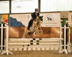 jumper Tango 331 (German Riding Pony, 2009, from Top Champy)