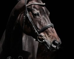 dressage horse Rosandra (Bayer, 2007, from Sir Donnerhall I)