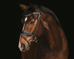 dressage horse Dekelsen (Westphalian, 2018, from Diamond Hit)