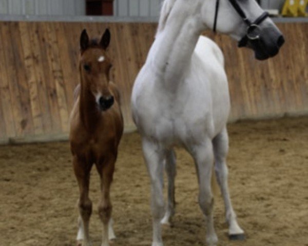 broodmare Alina 439 (Holsteiner, 2008, from Carnaby GL)
