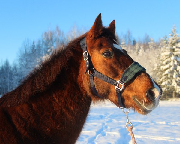 Pferd Pia-Moni (Deutsches Reitpony, 1996, von Madison)