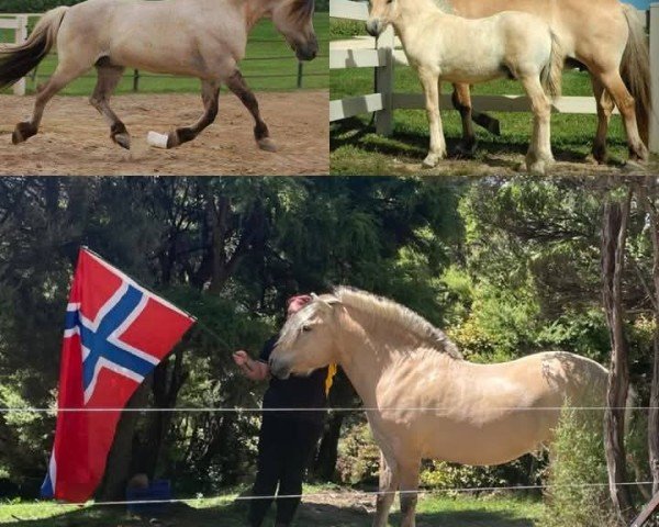 horse Corgi Hill Filsan (Fjord Horse, 2012, from MVF Erlend)