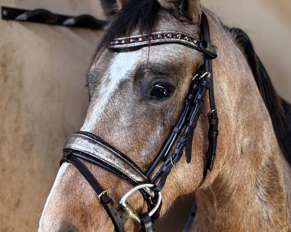 dressage horse Dresscode Dreamboat (Westphalian, 2022, from Dream Date 5)
