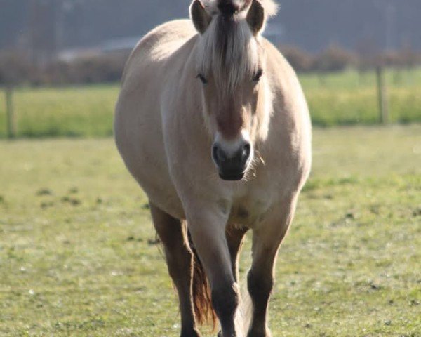 broodmare Mimi (Imp) 33152 (Fjord Horse,  , from Naustdal)