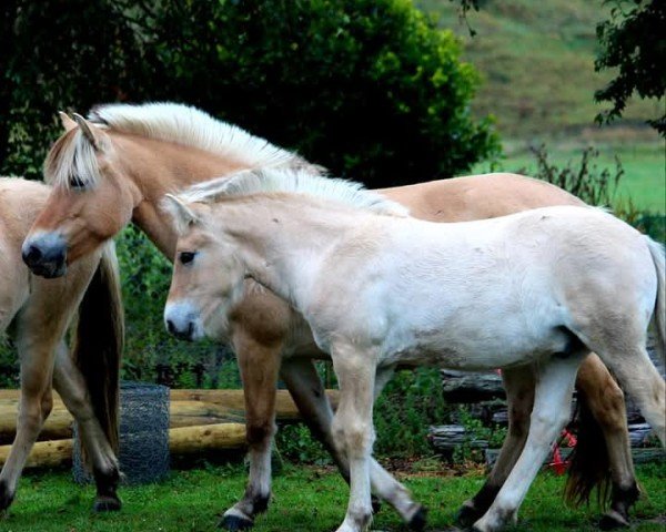 broodmare Knights Hill Lily (Fjord Horse, 2015, from Mogly)