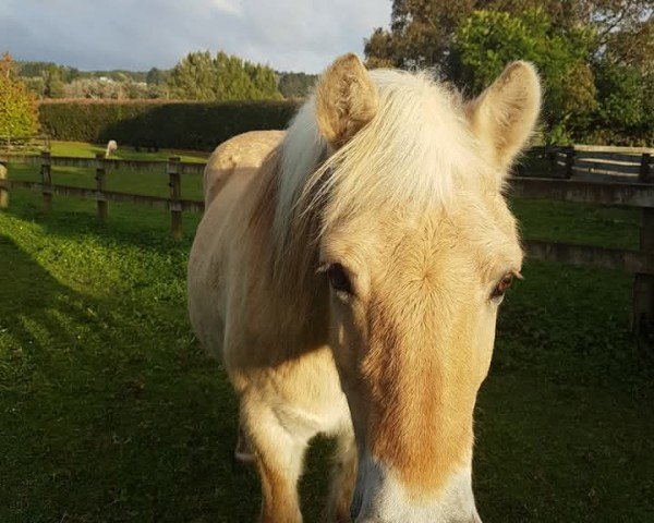 broodmare Danielle (Fjord Horse, 1983, from Førdin N.1763)