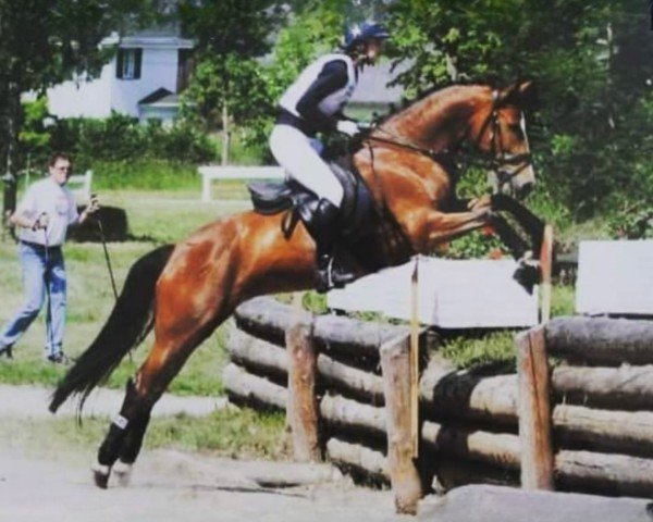 dressage horse Sakolei Fathima (New Forest Pony, 2001, from Wicked Bubbling Brown Sugar)