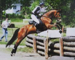 horse Sakolei Fathima (New Forest Pony, 2001, from Wicked Bubbling Brown Sugar)