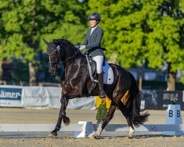 dressage horse Be My Bonfire (Westphalian, 2017, from Baccardi)