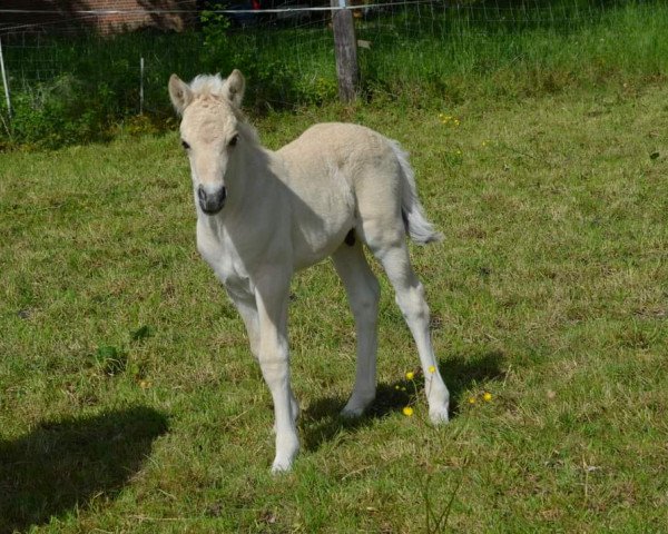 Springpferd Cjell (Fjordpferd, 2021, von Caron vom Eekbarg)