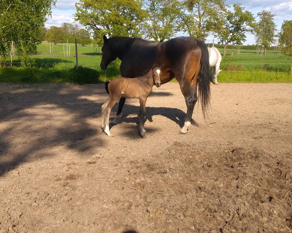 dressage horse Blubbel (German Sport Horse, 2021, from Belantis II)