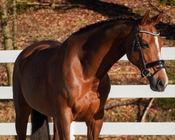 broodmare Jivesta M.H. (KWPN (Royal Dutch Sporthorse), 2014, from Everdale)