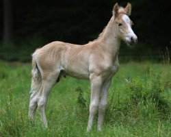 dressage horse Winzano (Haflinger, 2014, from Winzertraum)