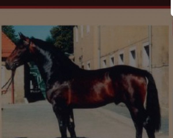 stallion Estan (Sachs-door. Heavy Warmbl., 1996, from Esprit)