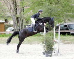 jumper Dark Denim (Oldenburg show jumper, 2011, from Diarado)
