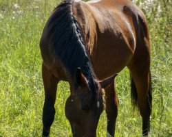 Pferd Egon (Sächs.-Thür. Schweres Warmbl., 2018, von Estan)