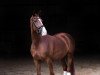 dressage horse Brunhilde 17 (Hanoverian, 2016, from Borsalino)