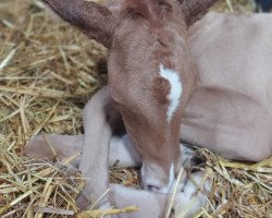 Dressurpferd Petit Garçon Glorieux (Deutsches Reitpony, 2021, von Petit Golden Glory)