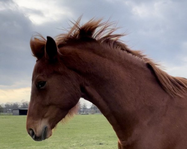 broodmare Fame (German Sport Horse, 2017, from Flanell)