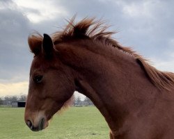 Zuchtstute Fame (Deutsches Sportpferd, 2017, von Flanell)