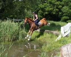 Springpferd Fakir 103 (Trakehner, 2009, von Dramatiker)