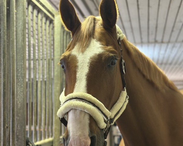 jumper Aoc Jack (Irish Sport Horse, 2013, from Obos Quality)