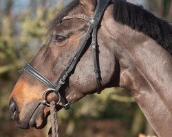 jumper Giacosa 2 (Hanoverian, 2013, from Grey Top)