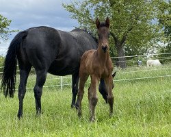 Springpferd Abercrombie (Trakehner, 2021, von United Affair)