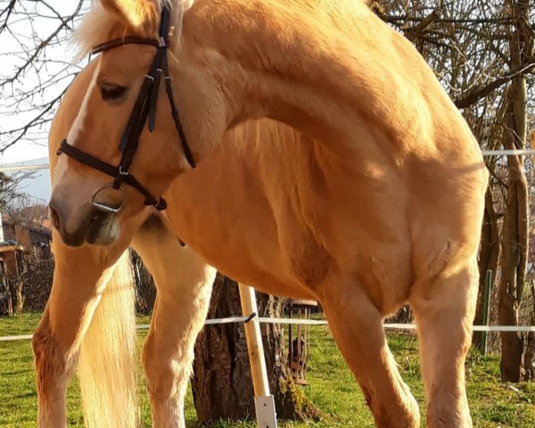 horse Arthur (Haflinger, 2000, from Simandel)