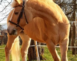 Pferd Arthur (Haflinger, 2000, von Simandel)