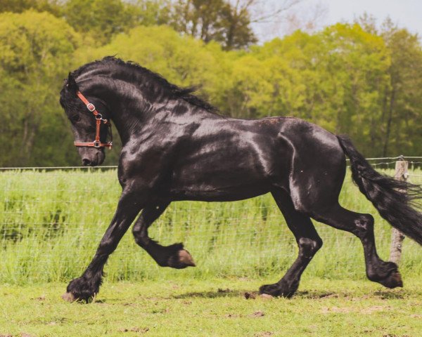 Deckhengst Aturio vom Buchholzwald (Friese, 2016, von Thorben 466)