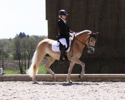 broodmare Ricarda Ass (Haflinger, 2017, from Winzertraum)