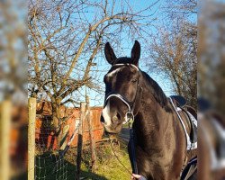 dressage horse Figo (Rhinelander, 2015, from Feedback 16)