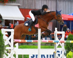 Springpferd Balou Star's Premier (Deutsches Reitpferd, 2009, von Balou Star)