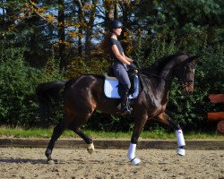 dressage horse Amira 231 (Westphalian, 2011, from Apache)